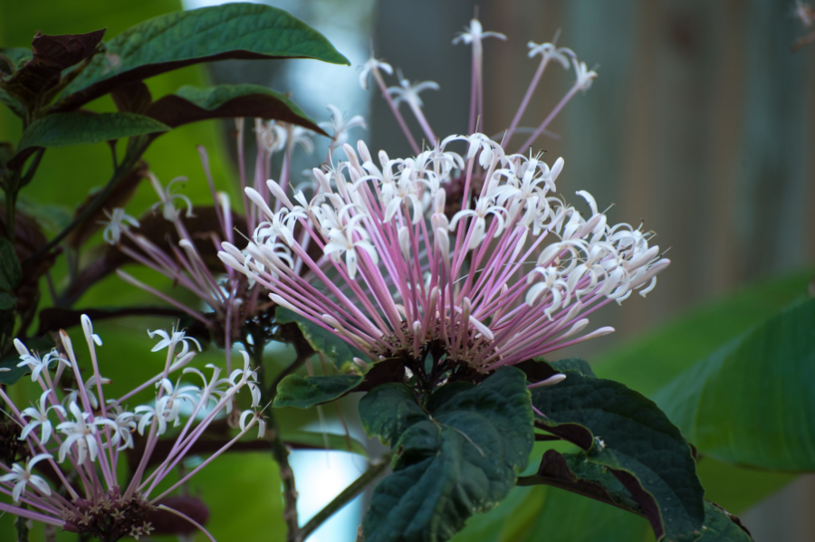 Purple tropical flower in a restaurant's garden