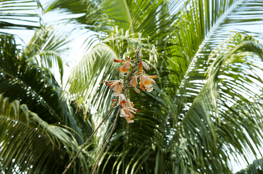 Beautiful tropical orchid in a restaurant garden