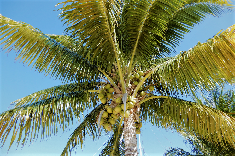 Coconut palm in Belize