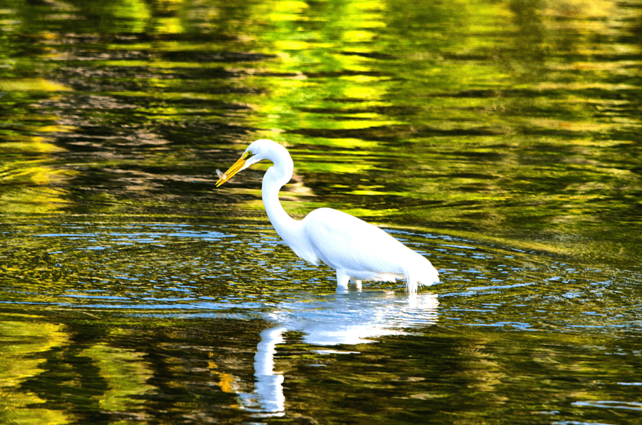 Beautiful white bird