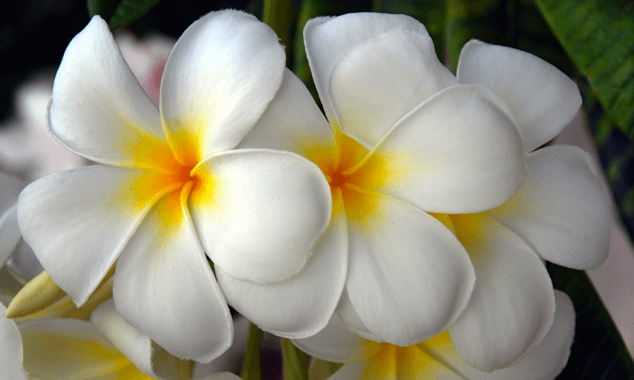 White frangipani flowers