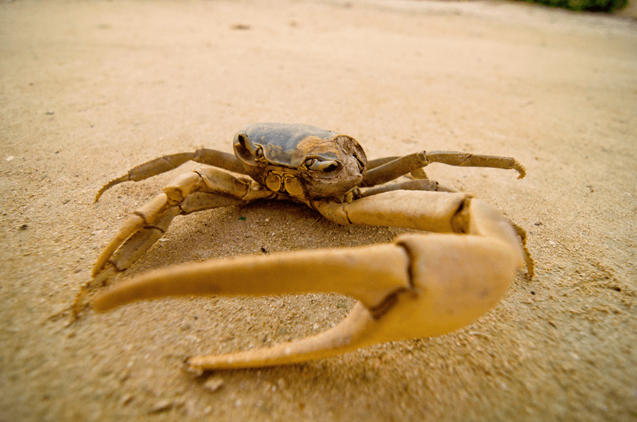 Crab on the beach