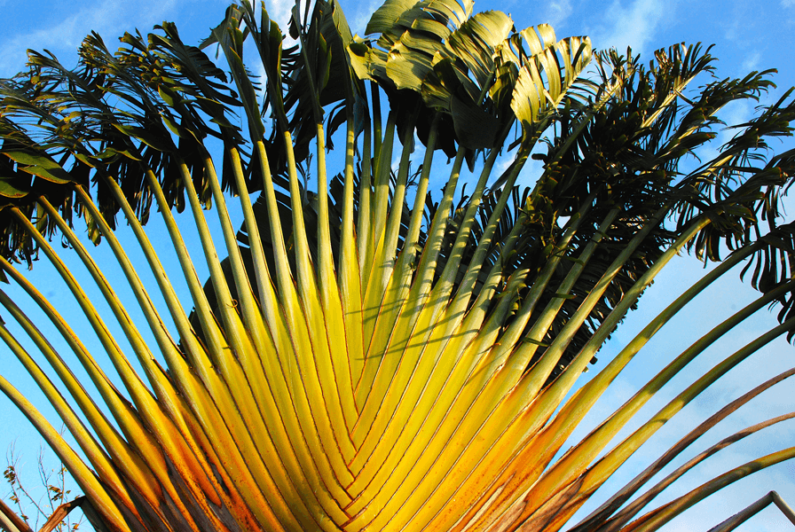 Travelers palm